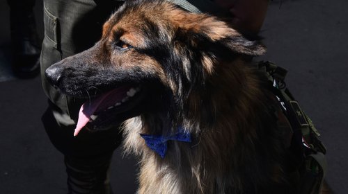 Condecoran a Rex, perro callejero que apoyó a policías