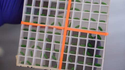 Inaugurarán planta de moscas para combatir gusano barrenador