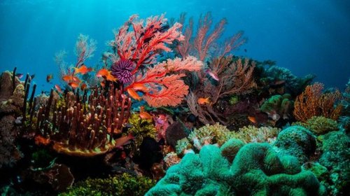 Entra en vigor Acuerdo relativo a la Diversidad Biológica Marina