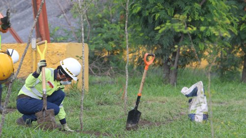 Reforestan área de Monterrey equivalente a 22 estadios de Tigres