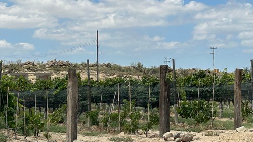 Ramos Wine Fest impulsará turismo y programas del DIF