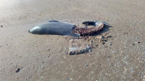Cacería de delfines en Playa Bagdad preocupa a organizaciones