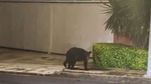 Reubican a familia de osos que 'vivía' en la colonia Matancillas