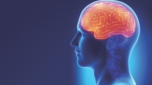 Científicos crean un atlas sobre células cerebrales