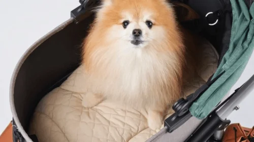 Las mascotas son los nuevos bebés en Corea del Sur 