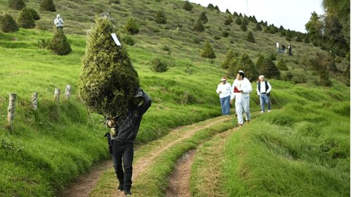 Guatemala protege el pinabete con plantaciones navideñas