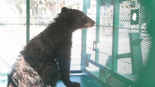 Liberan en sierra de Coahuila a oso negro rescatado en Saltillo