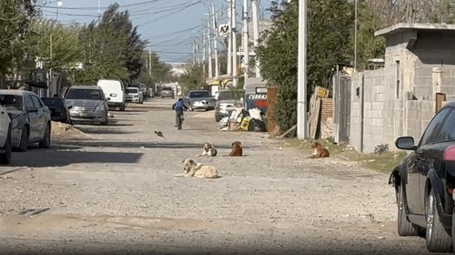 Tamaulipas alista Comisión Estatal de Protección a los Animales