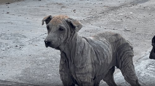 Alertan por riesgo de gusano barrenador en heridas de mascotas