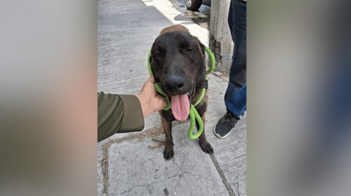 División ambiental resguarda a perro lesionado con machete