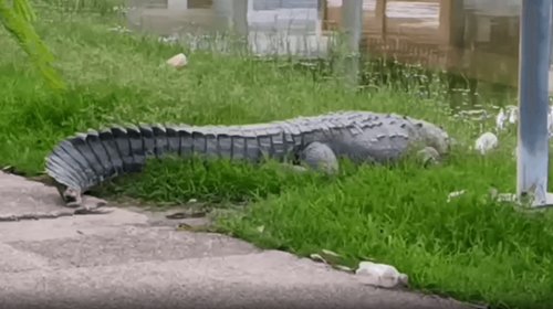 Hallan cocodrilo muerto en la Laguna del Carpintero