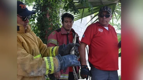 Capturan a cocodrilo bebé de 25 cm en Ciudad Victoria