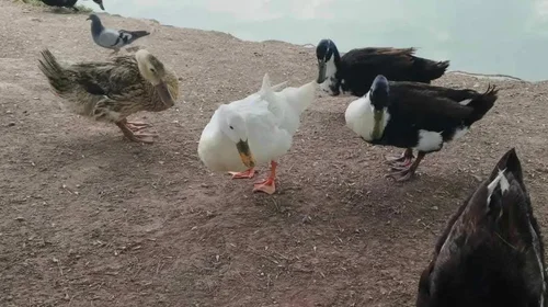 Explican causas por muertes de patos en la Ciudad Deportiva