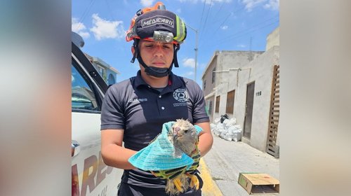 Protección Civil Santa Catarina rescata a aguililla gris herida