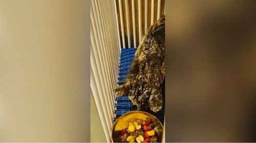 La osa Mina llega a su nuevo hogar en Hidalgo
