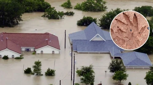 Descubren huellas de dinosaurio tras inundaciones en Texas