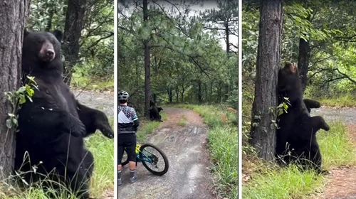 Captan ciclistas a oso rascándose contra un árbol en Chipinque