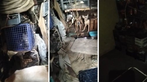 Rescatan decenas de animales en presunto sitio de rituales
