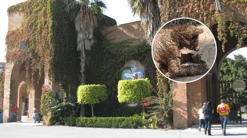 La Pastora informa estado de salud de osezna rescatada