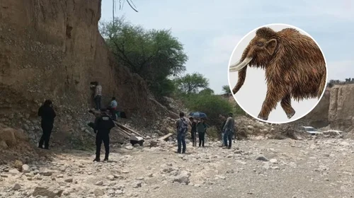 Hallan supuestos restos de mamut en Tamaulipas; INAH ya investiga