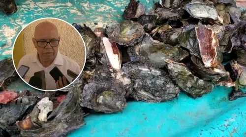 COEPRIS decomisa 150 kilos de ostión en mal estado 