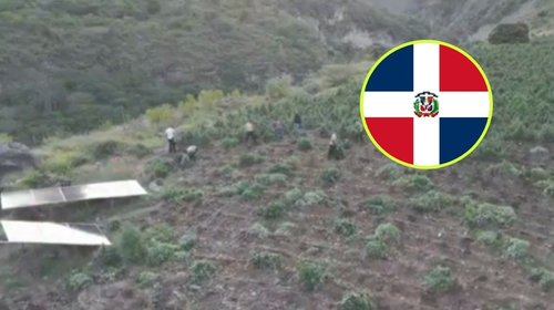 Desmantelan mayor cultivo de marihuana en República Dominicana