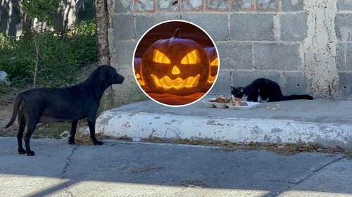 Piden proteger a las mascotas durante celebraciones de Halloween