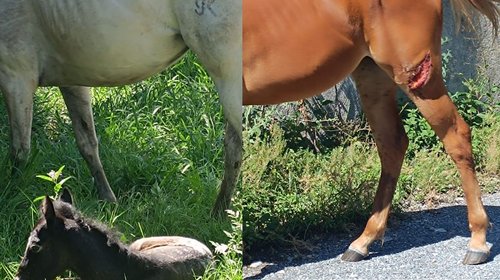 Denuncian caballos sueltos y uno herido en Villas La Rioja