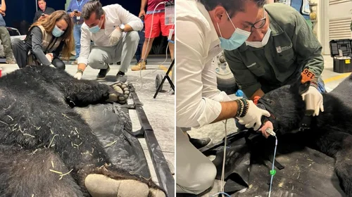 Capturan a oso en zona industrial de García; ya fue liberado