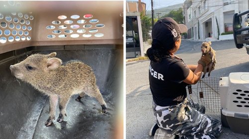 Rescatan a cría de pecarí y logra reunirse con su manada