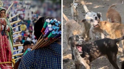 Piden evitar pirotecnia en peregrinaciones por bienestar animal
