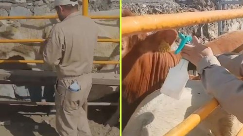 Alerta en Coahuila por gusano barrenador en Castaños