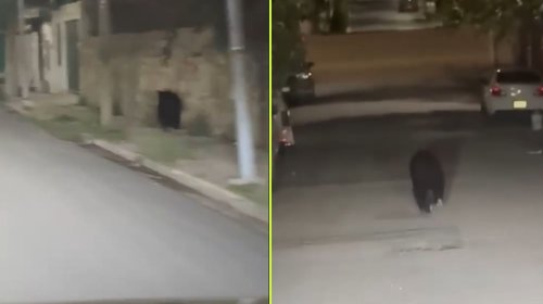 Osezno provoca movilización en colonias de Saltillo