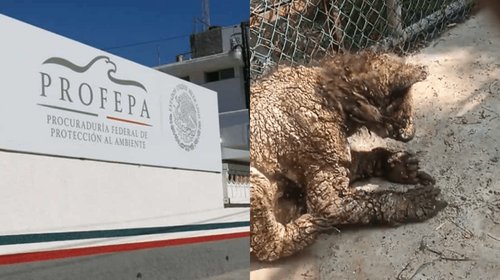 Profepa investigará responsabilidad sobre osezna enferma