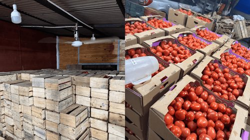 Incautan más de 11 toneladas de tomate de contrabando en Paraguay