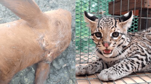 Alertan por posibles ataques de felinos contra ganado en Altamira