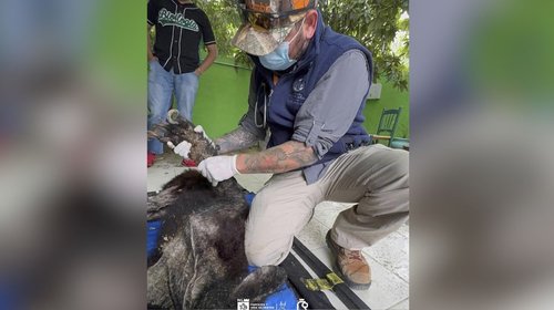 Rescatan a oso negro en estado crítico en Bustamante
