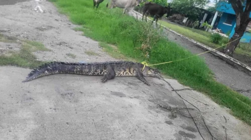 Joven captura cocodrilo de 2 metros en canal de Ciudad Madero