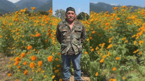 Don Francisco como ejemplo de éxito; produce flor de cempasúchil