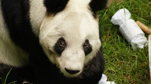 Xin Xin, la última panda gigante de México, vive su etapa final