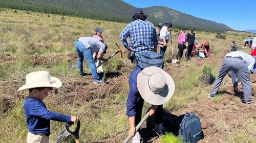 Empresas y voluntarios plantan 2,000 árboles en sierra de Arteaga