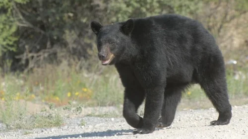 Registra Coahuila aumento en avistamientos de fauna silvestre