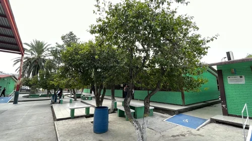 Ramos Arizpe plantará tres mil árboles en escuelas y colonias