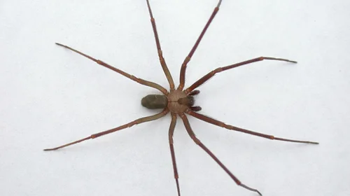 Paga 90 mil pesos por antídoto tras picadura de araña violinista