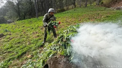 Sedena destruye 327 plantíos de droga en cinco estados