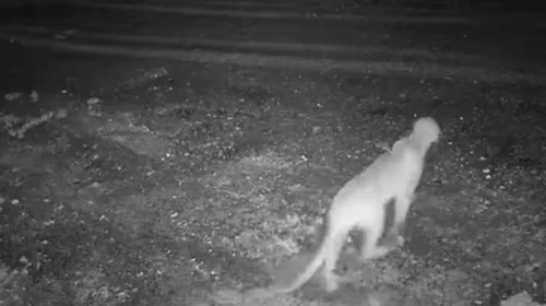 Avistan nuevamente a puma en El Barrial, Santiago