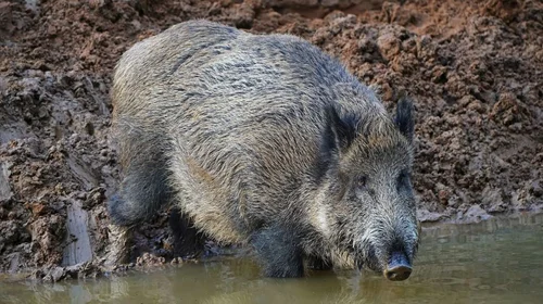 Captan avistamiento de jabalíes en parque Río La Silla