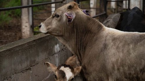 Yucatán reporta 67 nuevos casos de gusano barrenador