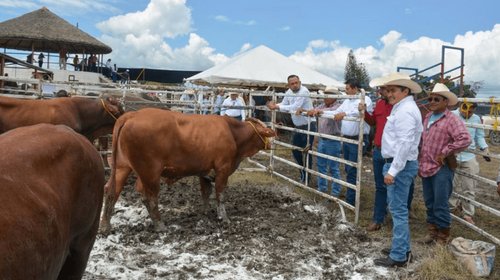 Entregarán primeros recursos federales a ganaderos