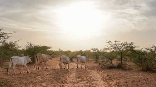 Suman 21 muertos por fiebre del Valle del Rift en Senegal